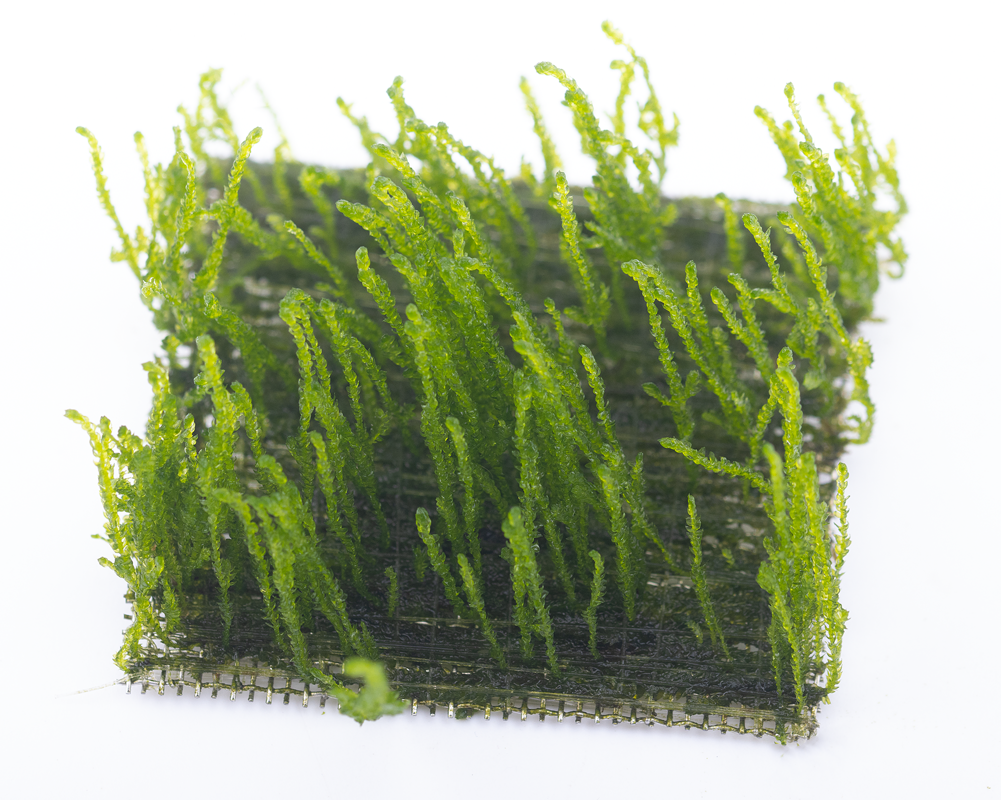 Taxiphyllum sp. 'Flame' (Flame Moss)